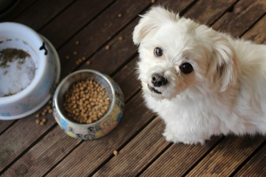 Best Dog Food