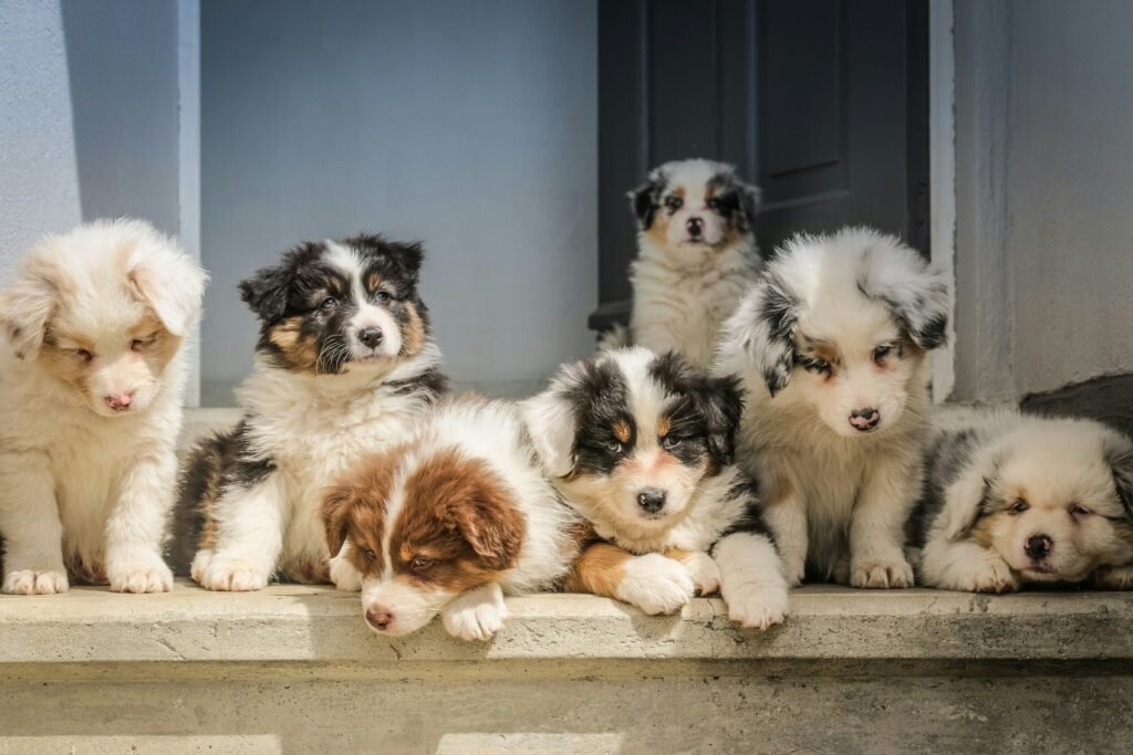 Best Dog Food