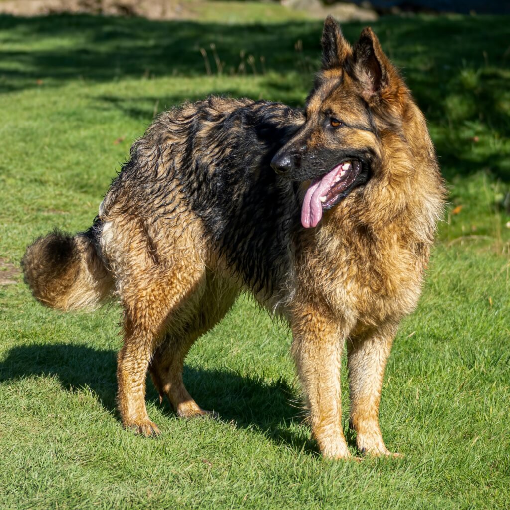 German Shepherd Dog