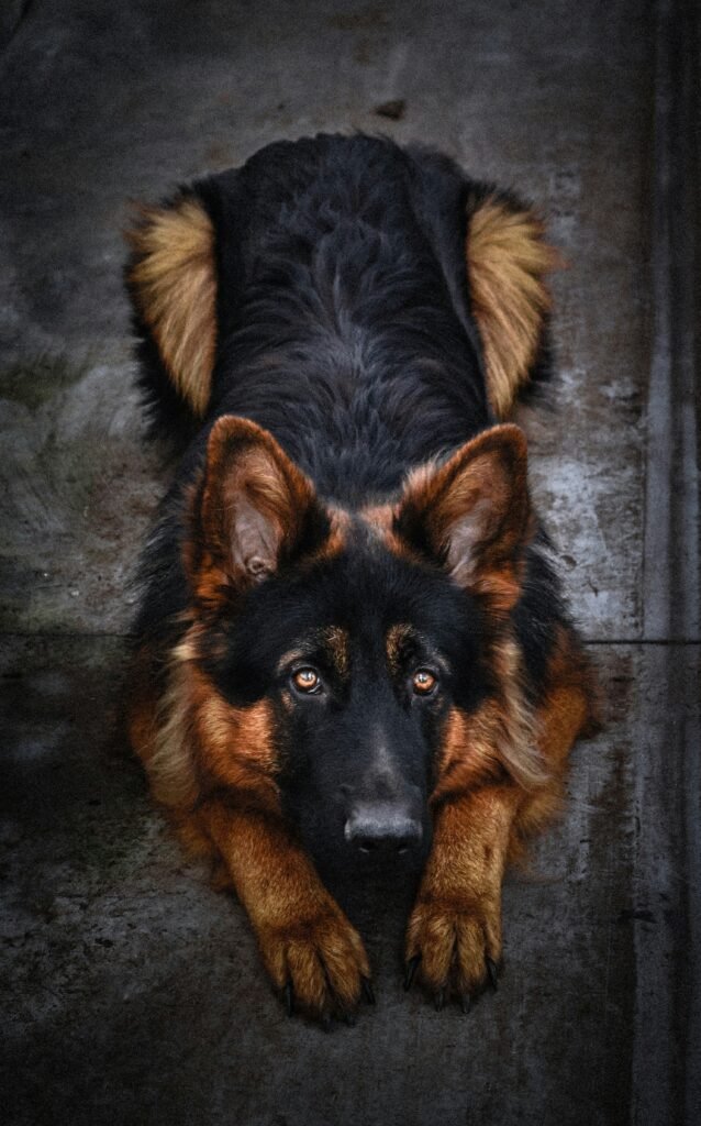 German Shepherd feeding guide, Best food for German Shepherd puppies, German Shepherd puppy nutrition, How much to feed a German Shepherd puppy, German Shepherd diet plan, German Shepherd puppy feeding chart, German Shepherd healthy diet, German Shepherd food requirements, Best dry food for German Shepherds, German Shepherd puppy meal plan, German Shepherd homemade diet, German Shepherd puppy growth and diet, German Shepherd protein requirements, German Shepherd food portions, German Shepherd raw food diet