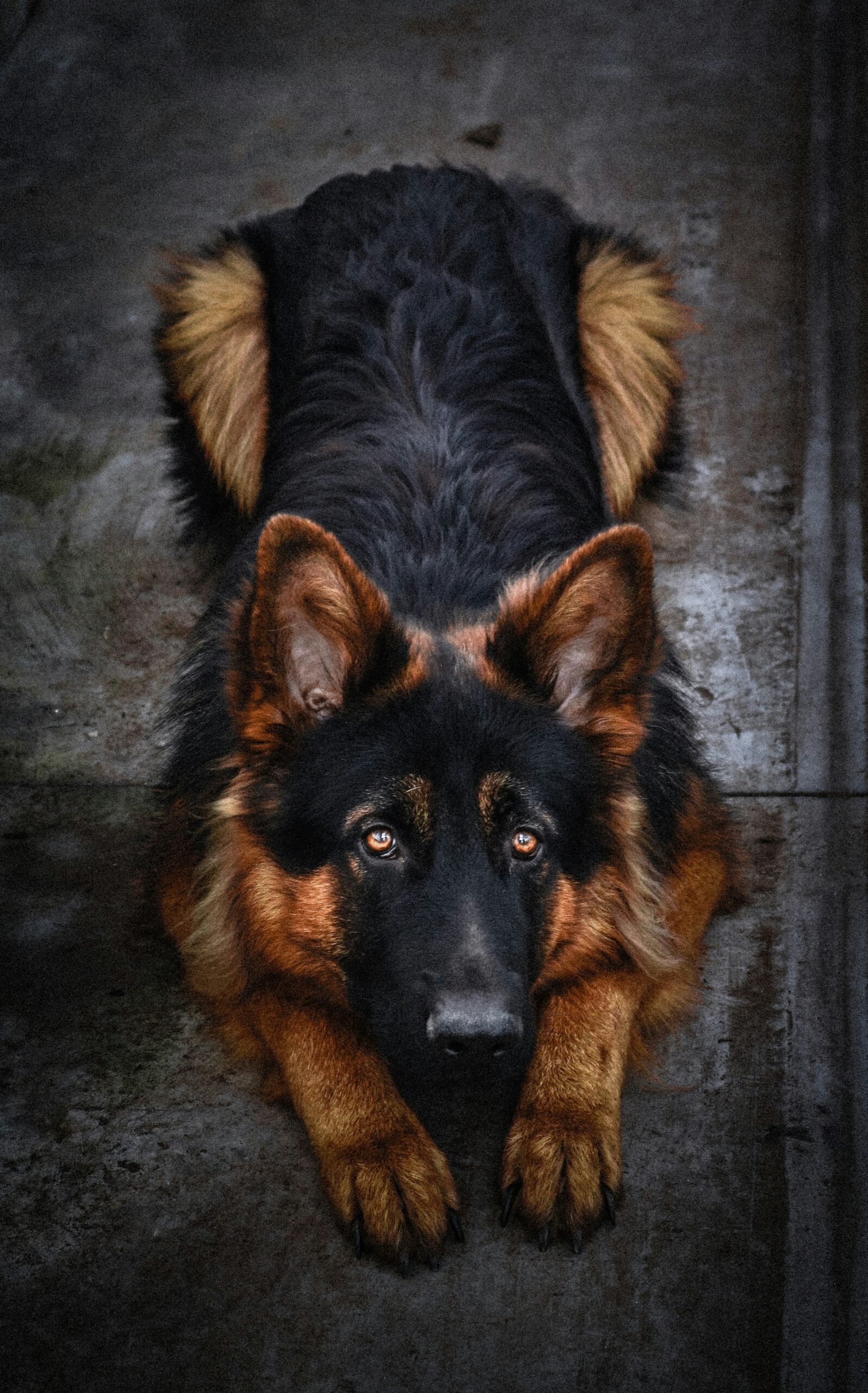 ๐ German Shepherd Dog: Complete Guide 2025 German Shepherd feeding guide, Best food for German Shepherd puppies, German Shepherd puppy nutrition, How much to feed a German Shepherd puppy, German Shepherd diet plan, German Shepherd puppy feeding chart, German Shepherd healthy diet, German Shepherd food requirements, Best dry food for German Shepherds, German Shepherd puppy meal plan, German Shepherd homemade diet, German Shepherd puppy growth and diet, German Shepherd protein requirements, German Shepherd food portions, German Shepherd raw food diet