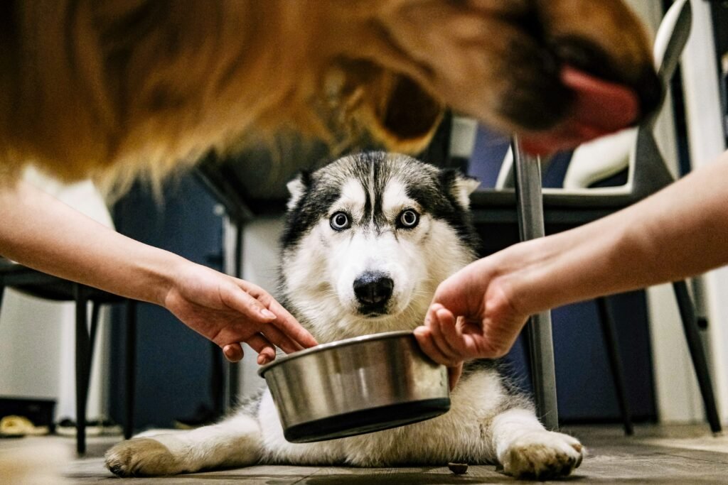 Best Dog Food for Puppies